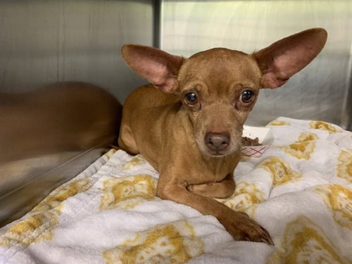 BEE - Chihuahua available for adoption