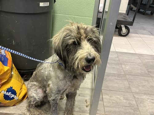 CARL - Poodle (Standard) / Siberian Husky available for adoption