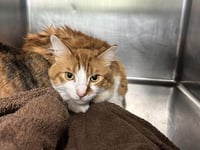 GARFIELD - Photo 1