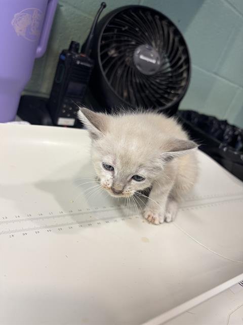 SNOWY - Domestic Short Hair available for adoption