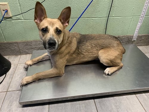 PICKLE JUICE - German Shepherd Dog available for adoption