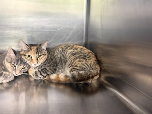 SOPHIE - Domestic Short Hair available for adoption