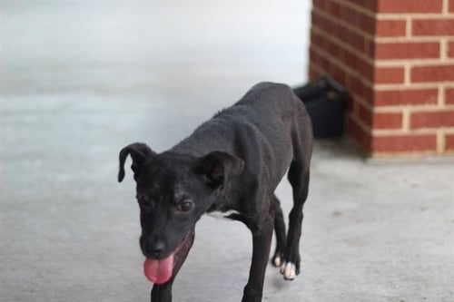 ORCHID - American Staffordshire Terrier for adoption in Grand Prairie