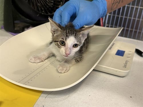 TOODLES - Domestic Short Hair available for adoption