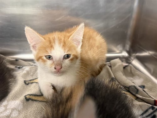 A233920 - Domestic Short Hair available for adoption