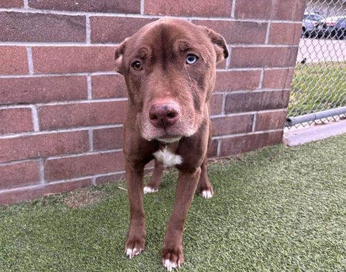 STELLA - American Staffordshire Terrier / Siberian Husky available for adoption