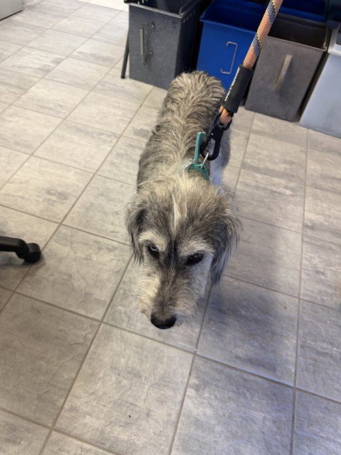 BELLA - Border Terrier available for adoption