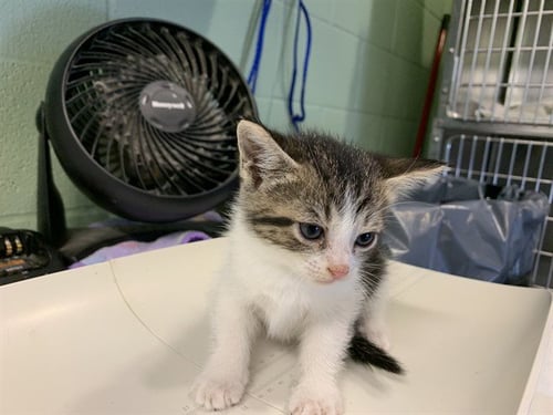 VELVET - Domestic Short Hair available for adoption