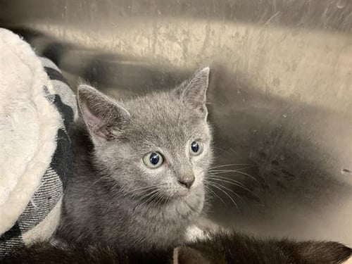 ASH - Domestic Short Hair available for adoption