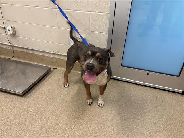 HANK HAMSTEAK - American Pit Bull Terrier available for adoption