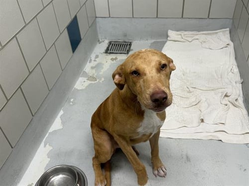 BUTTER SIDE UP - Rhodesian Ridgeback available for adoption