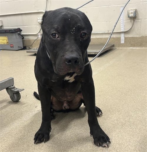 BISHOP - American Staffordshire Terrier available for adoption