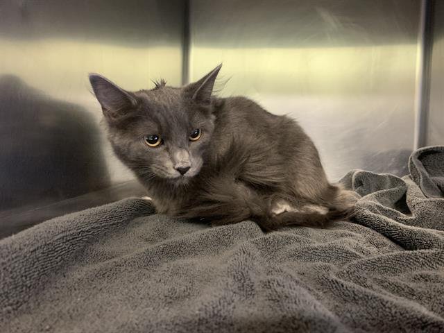 ESME - Domestic Medium Hair available for adoption