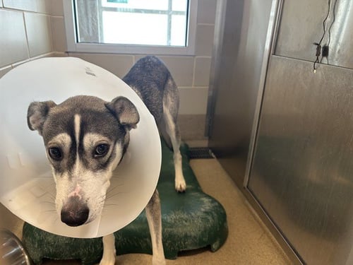 CELESTE - Siberian Husky available for adoption