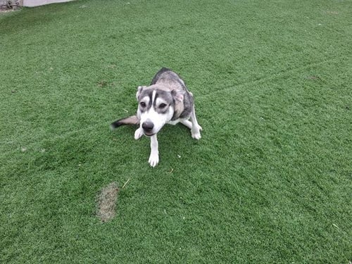 CELESTE - Siberian Husky available for adoption