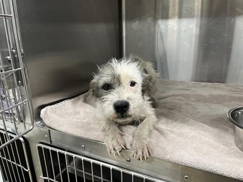 PATCH ADAMS - Terrier available for adoption