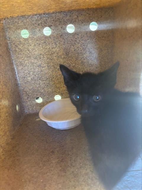 JECKLE - Domestic Short Hair available for adoption