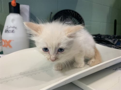 OLLI - Domestic Short Hair available for adoption