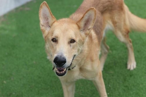 BRAVE - German Shepherd Dog available for adoption