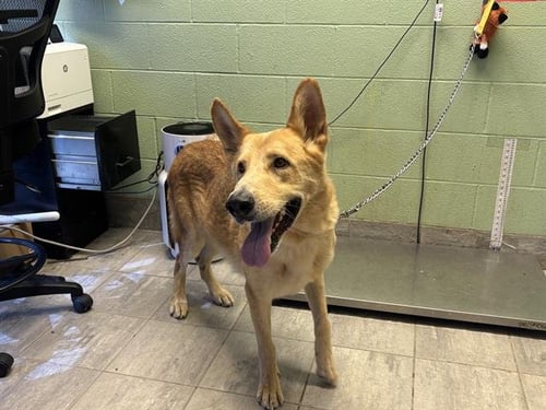 BRAVE - German Shepherd Dog available for adoption