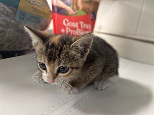 APPLE - Domestic Short Hair available for adoption
