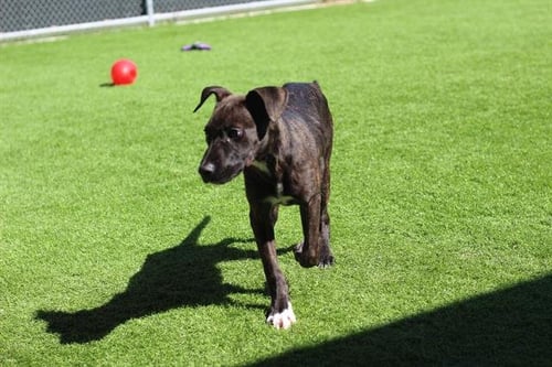 LUNA - American Staffordshire Terrier available for adoption