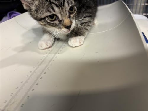 IBIS - Domestic Short Hair available for adoption