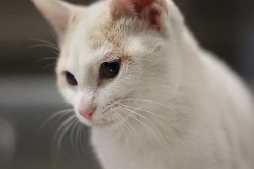 CLAIRE - Domestic Short Hair available for adoption