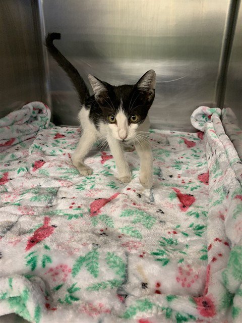 GUINNESS - Domestic Short Hair available for adoption
