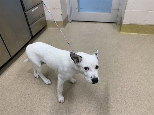 KNUCKLES - American Staffordshire Terrier available for adoption