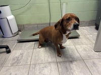 GUS - Photo 1