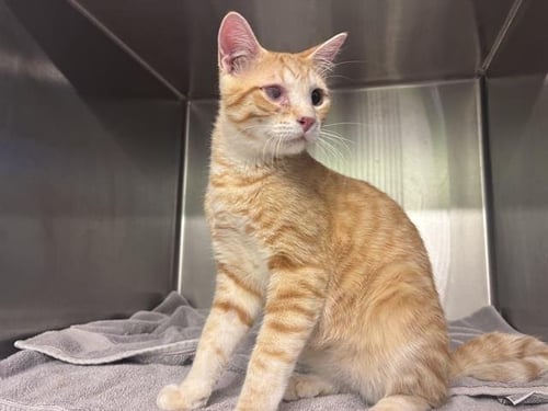 NICK FURY - Domestic Short Hair available for adoption