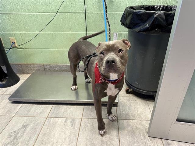 SAJA BOY - American Staffordshire Terrier available for adoption