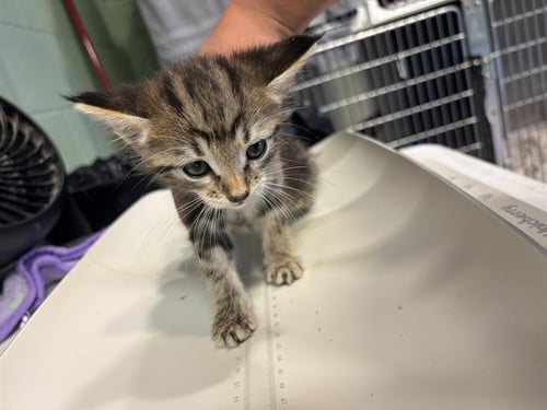WINDY - Domestic Short Hair available for adoption