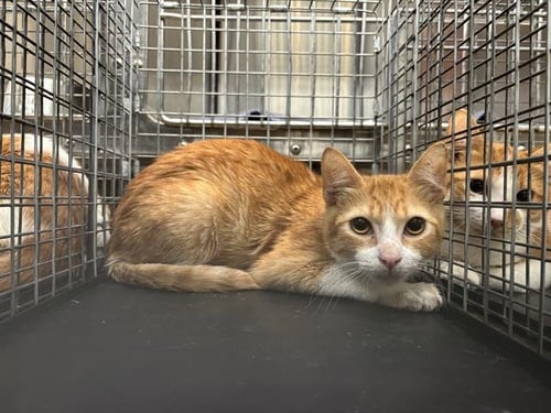 A235123 - Domestic Short Hair available for adoption