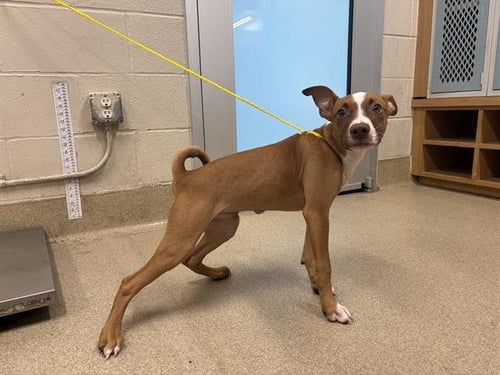 BUSCH - American Staffordshire Terrier available for adoption