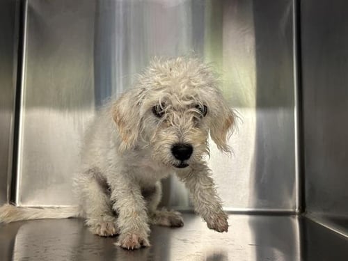 BLANCA - Poodle (Miniature) available for adoption