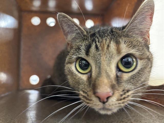 CELESTE - Domestic Short Hair available for adoption