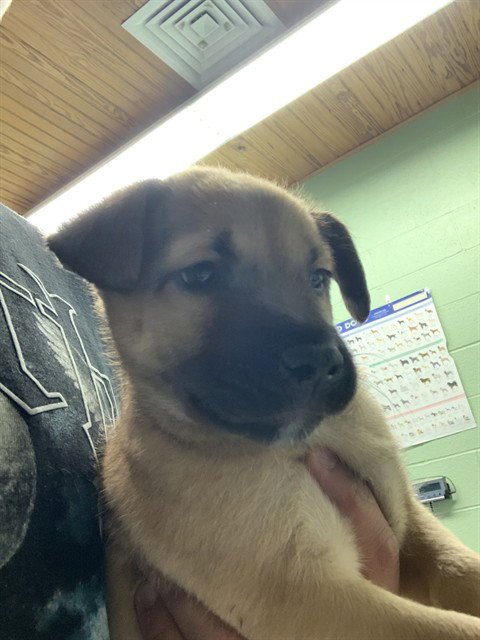RON - German Shepherd Dog available for adoption