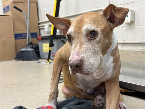 BUDDY - American Staffordshire Terrier available for adoption