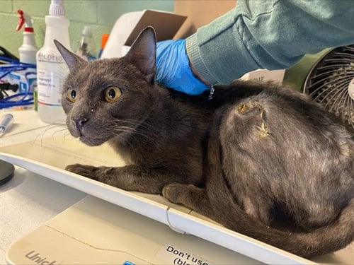 EARL - Domestic Short Hair for adoption in Arlington