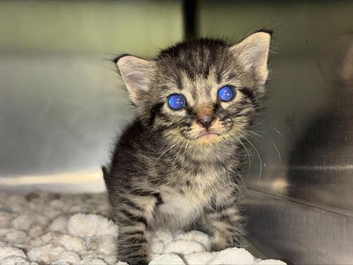 MYSTERIO - Domestic Short Hair available for adoption