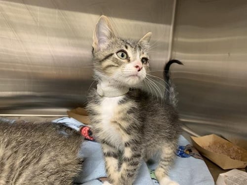 LEMON PIE - Domestic Short Hair available for adoption