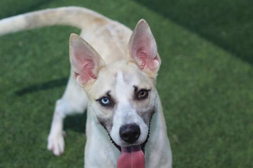 SIMONE - Siberian Husky available for adoption