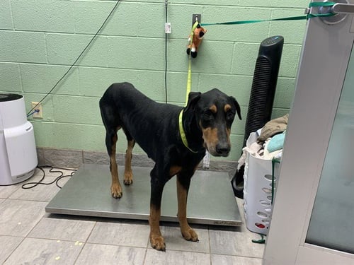 SAMMY - Doberman Pinscher available for adoption