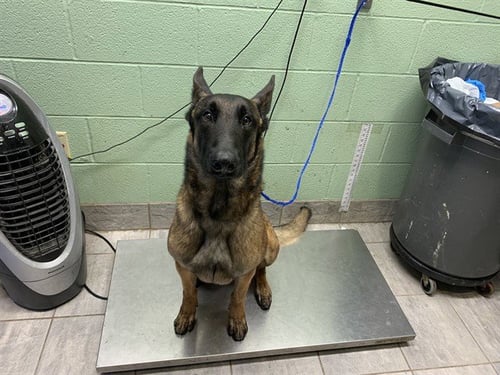 MAJOR - Belgian Shepherd Malinois available for adoption