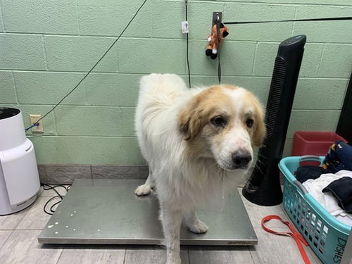 GERARD - Great Pyrenees available for adoption