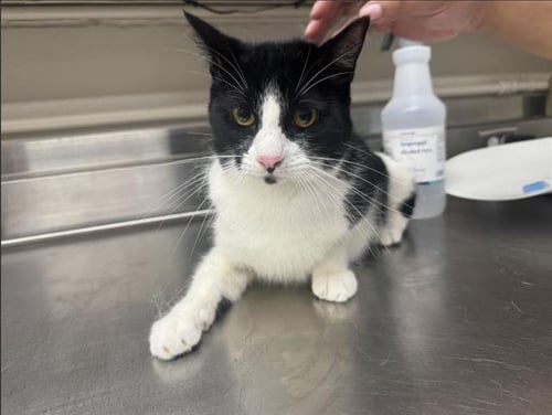 COCO - Domestic Short Hair available for adoption