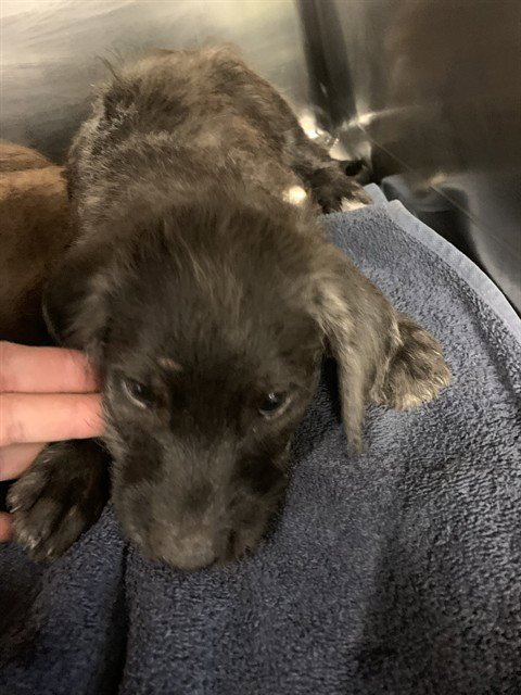 CASH - American Staffordshire Terrier / Poodle (Standard) available for adoption