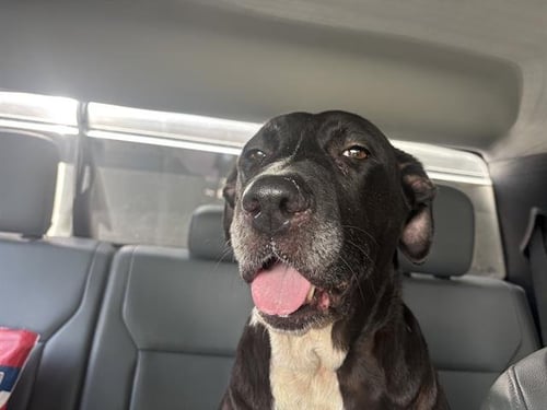 BIG MOMMA - Labrador Retriever available for adoption